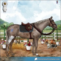 Horse Color:Chocolate Palomino Skewed Appaloosa