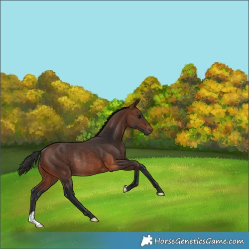 Horse Color:Brown Rabicano 