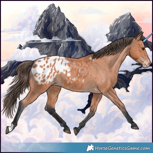 Horse Color:Bay Appaloosa 