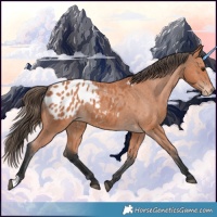 Horse Color:Bay Appaloosa 