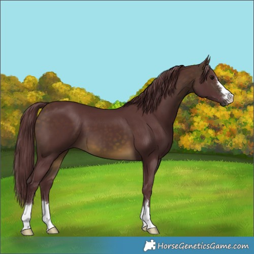 Horse Color:Chocolate Buckskin 