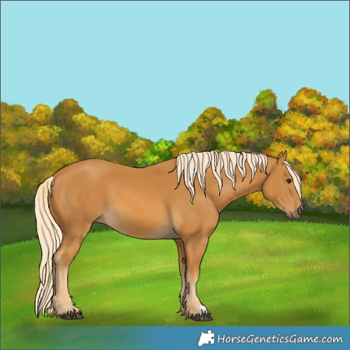 Horse Color:Palomino