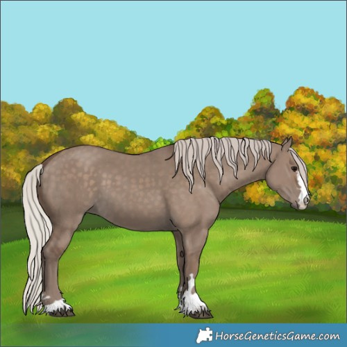Horse Color:Silver Grullo 