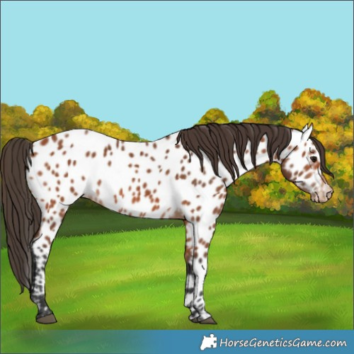 Horse Color:Bay Appaloosa 