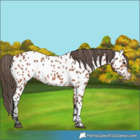 Horse Color:Bay Near Leopard 