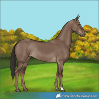 Horse Color:Liver Red Dun Rabicano 