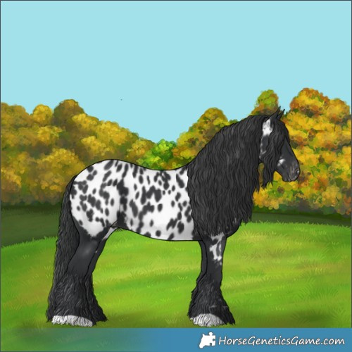 Horse Color:Black Appaloosa 
