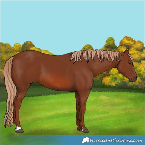 Horse Color:Chestnut 