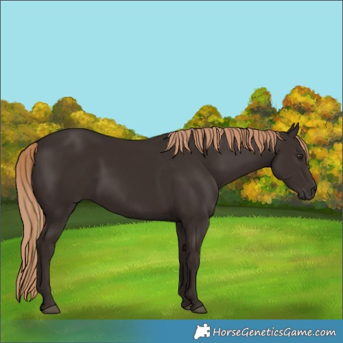 Horse Color:Liver Chestnut 