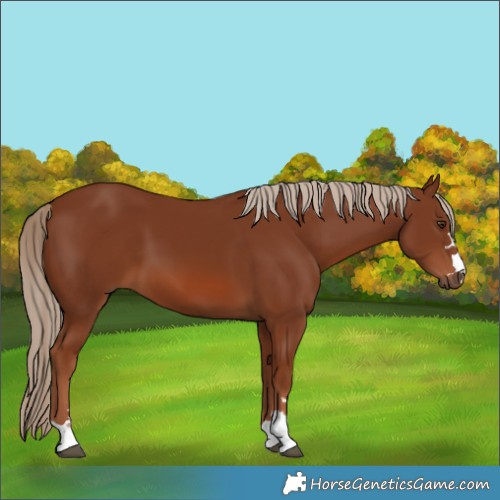 Horse Color:Chestnut 