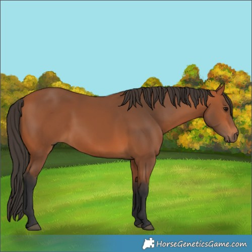 Horse Color:Bay 