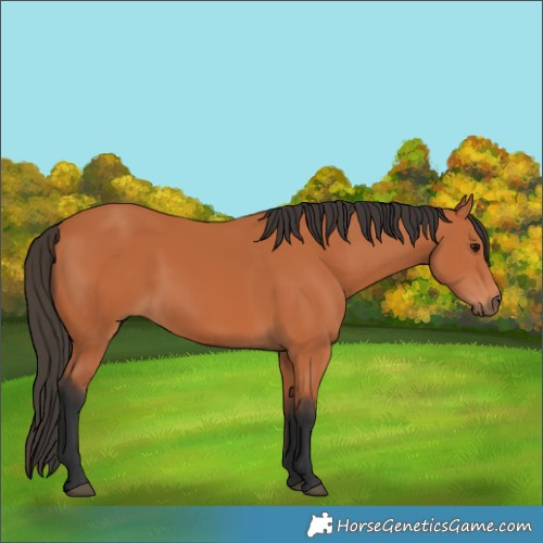 Horse Color:Bay 