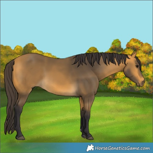 Horse Color:Buckskin 