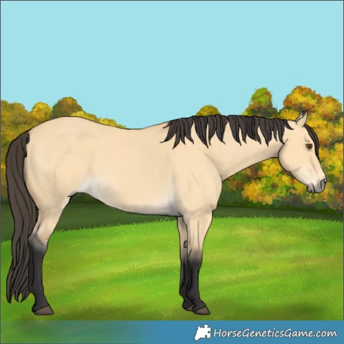 Horse Color:Buckskin Dun 