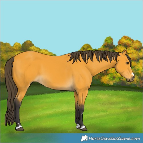 Horse Color:Buckskin 