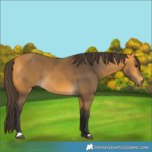 Horse Color:Buckskin 