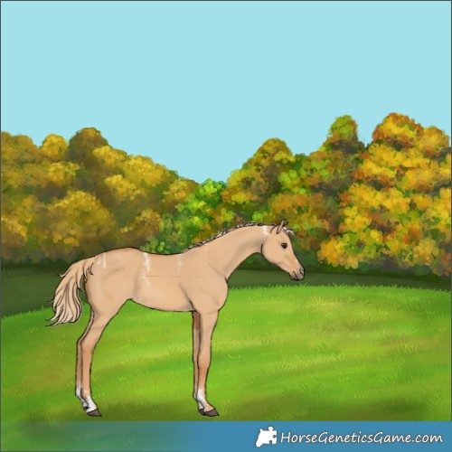 Horse Color:Powder White Red Dun 