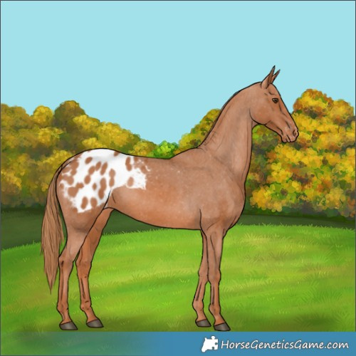 Horse Color:Chestnut Appaloosa 