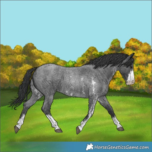 Horse Color:Blue Roan Sabino 