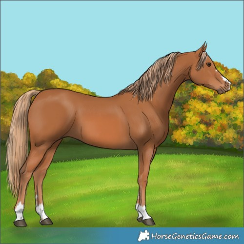 Horse Color:Chestnut 