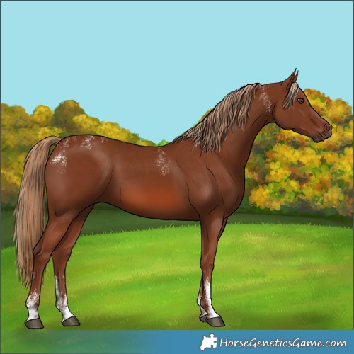 Horse Color:Powder White Chestnut 