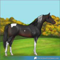 Horse Color:Brown Tobiano 