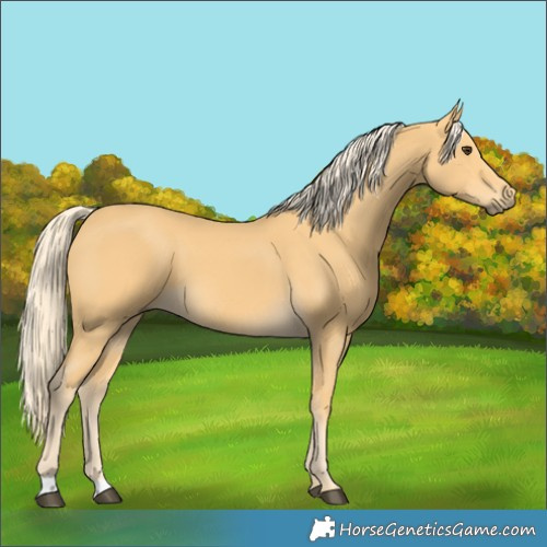 Horse Color:Palomino 