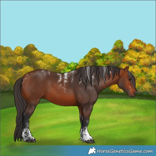 Horse Color:Powder White Bay 