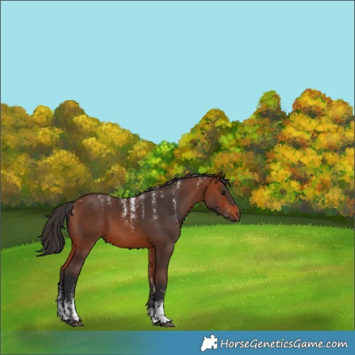 Horse Color:Powder White Bay 