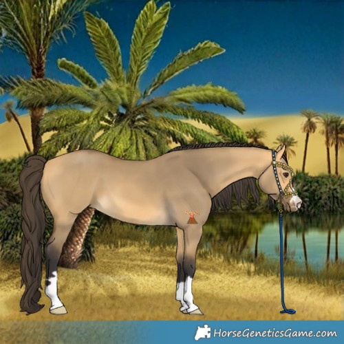 Horse Color:Buckskin Dun 