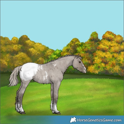 Horse Color:Silver Grullo Roan Sabino Appaloosa Rabicano 