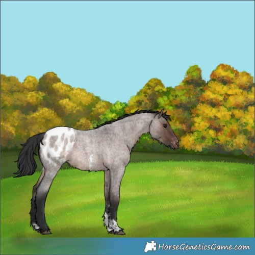 Horse Color:Brown Roan Dun Sabino Blanket Rabicano 