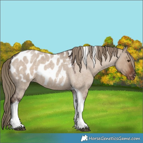 Horse Color:Liver Red Dun Roan Tobiano Blanket Rabicano 