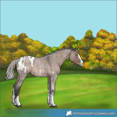 Horse Color:Silver Brown Roan Dun Sabino Blanket 