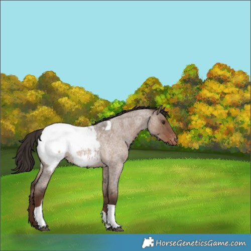Horse Color:Liver Red Dun Roan Tobiano Snowcap Rabicano 