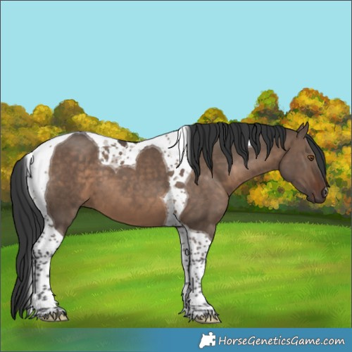 Horse Color:Brown Dun Tobiano 