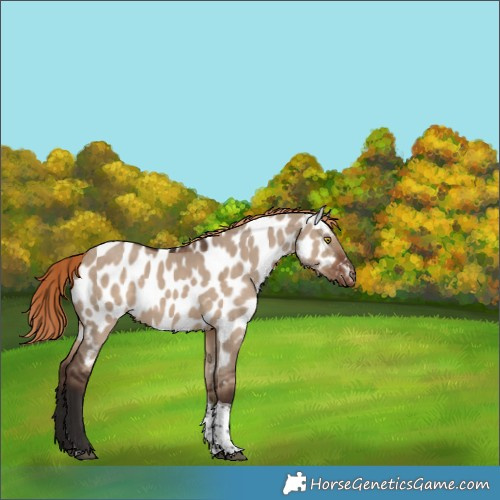 Horse Color:Liver Red Dun Tobiano Appaloosa Rabicano 