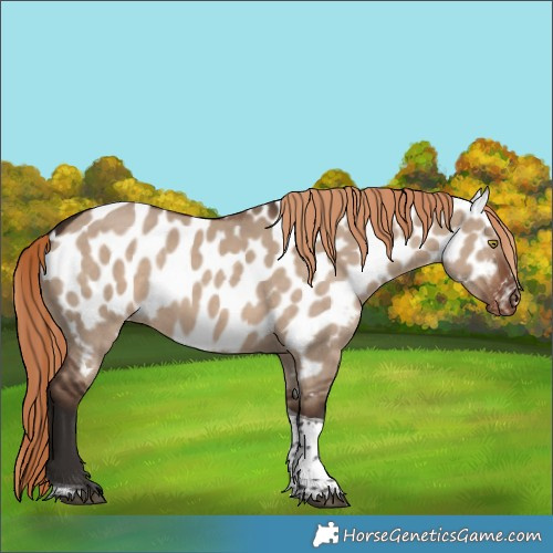 Horse Color:Liver Red Dun Tobiano Appaloosa Rabicano 