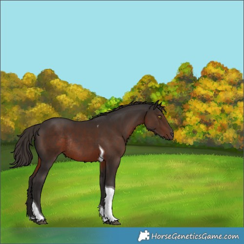 Horse Color:Liver Chestnut Tobiano Rabicano 