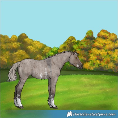 Horse Color:Silver Grullo Roan Sabino 