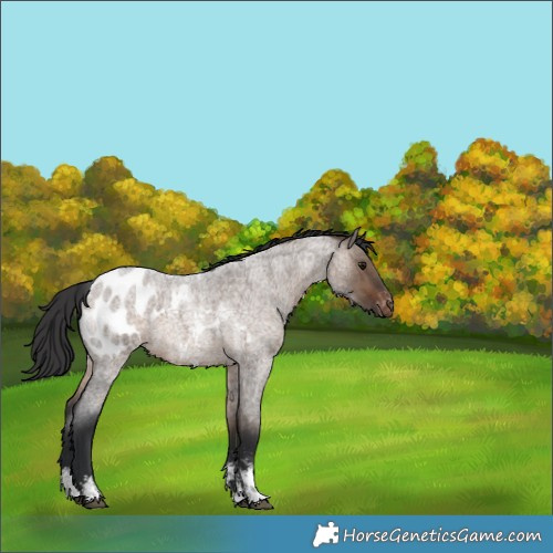 Horse Color:Brown Roan Dun Sabino Appaloosa