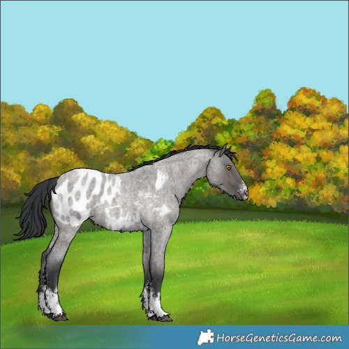 Horse Color:Grullo Roan Sabino Appaloosa 