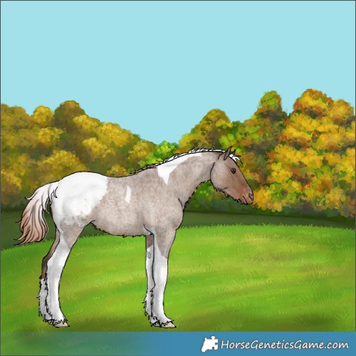 Horse Color:Liver Red Dun Roan Tobiano Appaloosa 
