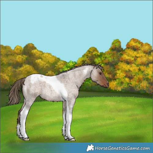 Horse Color:Liver Red Dun Roan Tobiano 