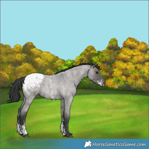 Horse Color:Grullo Roan Sabino Appaloosa