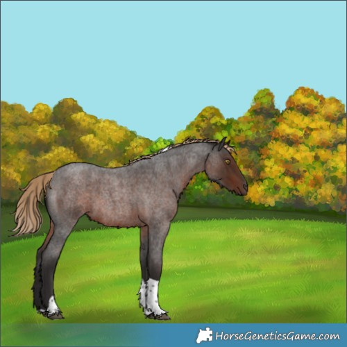Horse Color:Liver Red Roan Tobiano 