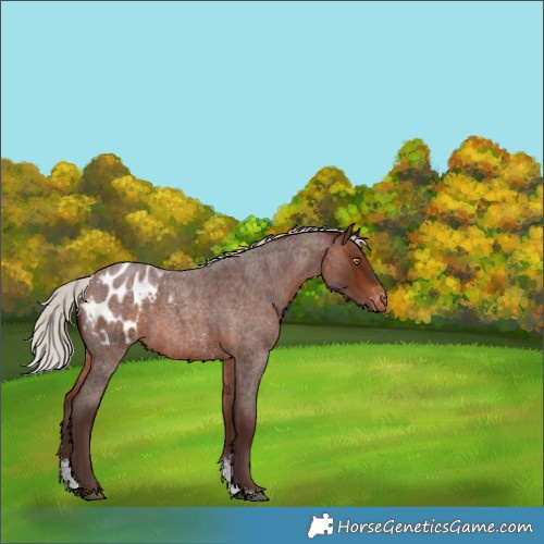 Horse Color:Silver Brown Roan Sabino Appaloosa