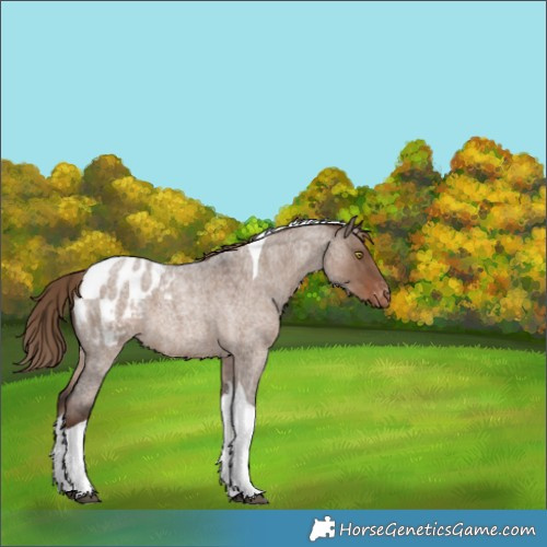 Horse Color:Liver Red Dun Roan Tobiano Appaloosa