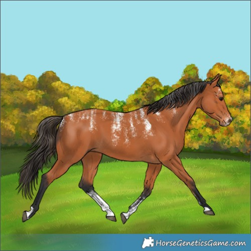 Horse Color:Powder White Bay 