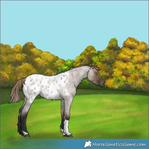 Horse Color:Liver Red Dun Roan Tobiano Appaloosa